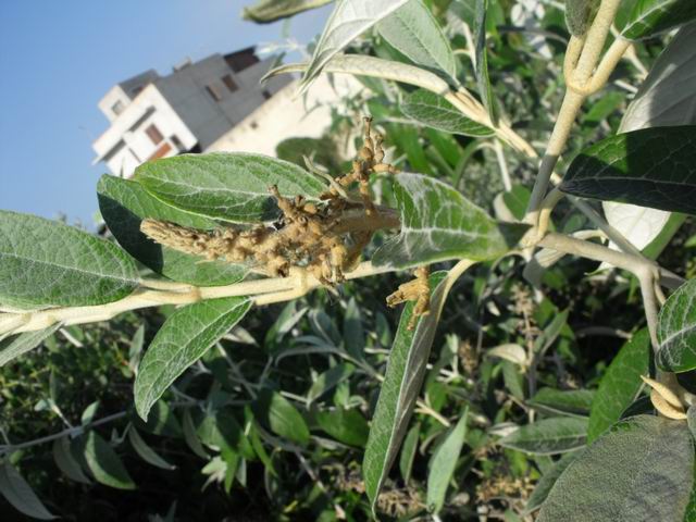 Buddleja sp.